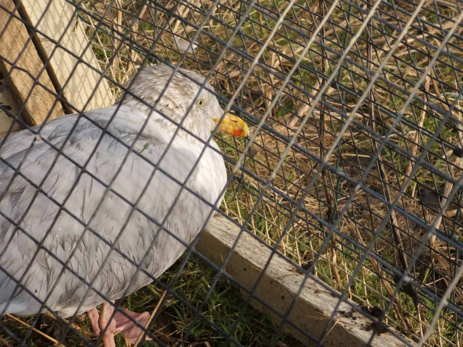 Chickens, ducks and now... seagulls?