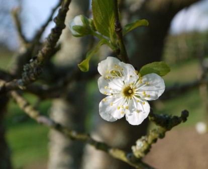 Apple Blossom Apple Blossom