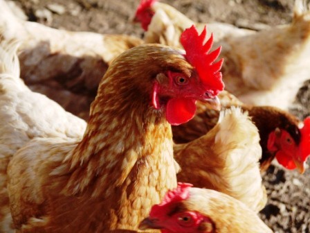 Chickens Chickens