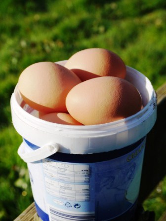 Daily Eggs Daily Eggs