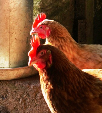 Laying Hens Laying Hens