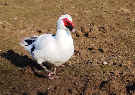 Muscovy Drake Muscovy Drake