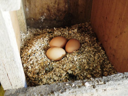Nest of Eggs Nest of Eggs