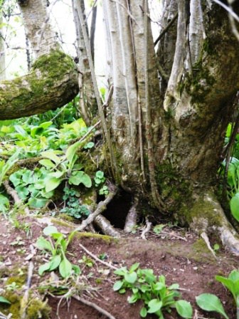 Rabbit Hole