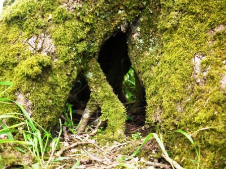 Rabbit Hole