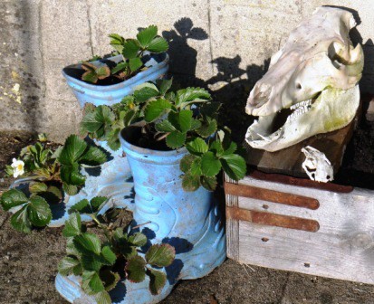 Welly Planters Welly Planters