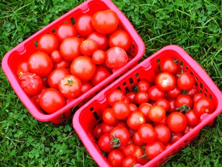 Tomato Crop Tomato Crop
