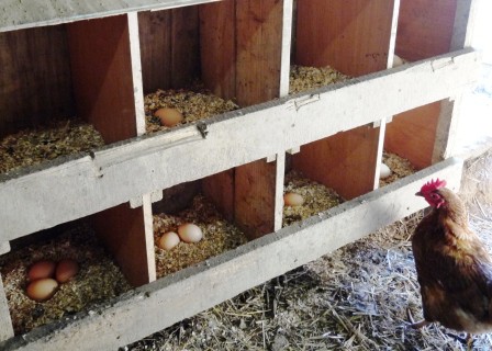 Chicken & Eggs Chicken & Eggs
