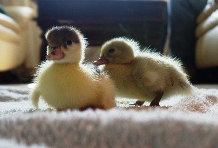 House Ducklings? House Ducklings?