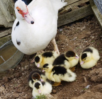 Mamma Muscovy Duck Mamma Muscovy Duck