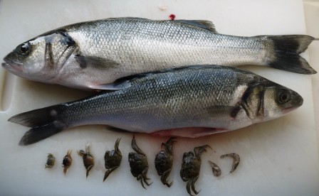 Bass