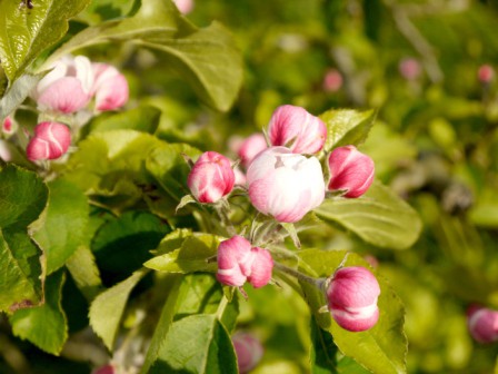 Apple blossom