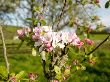 Apple Blossom 3gc