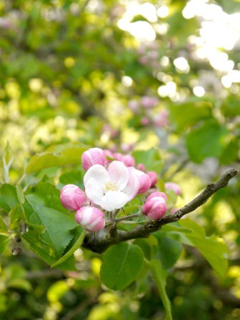 Apple Blossom 5gc