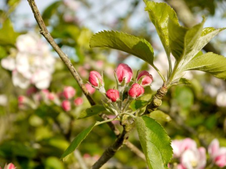 Apple Blossomgc