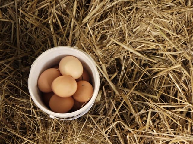 Basket of eggs