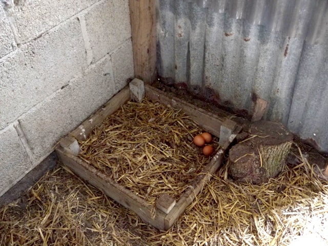 Eggs in nest