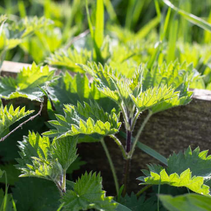 fresh green nettle tops growing in front of a wooden fence