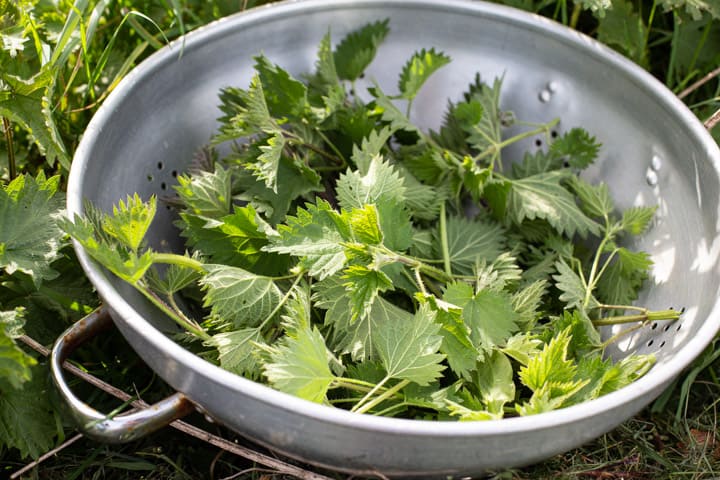 large silver colander on grass filled with stinging nettle tops