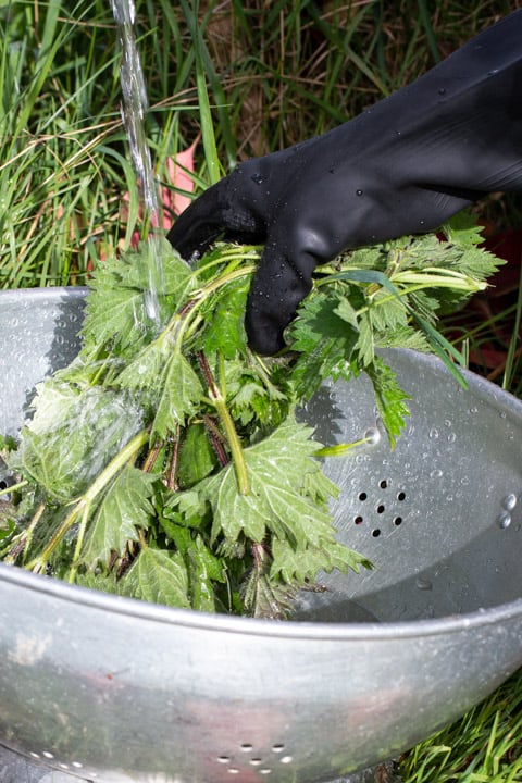 hand in black rubber glove holding a bunch of stinging nettles under a stream of water from a garden tap