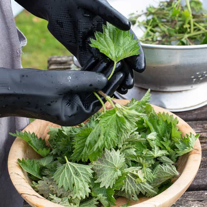 pair of hands in black rubber gloves picking stinging nettle leaves from the stem over a large wooden bowl