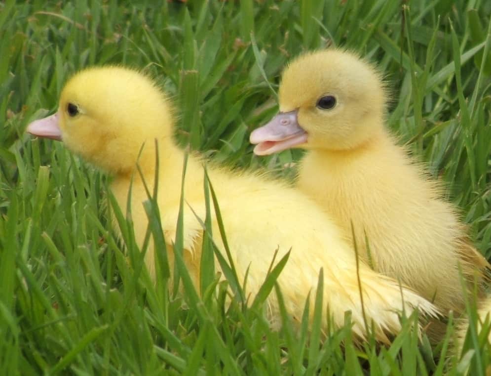 two yellow muscovy ducklings on grass