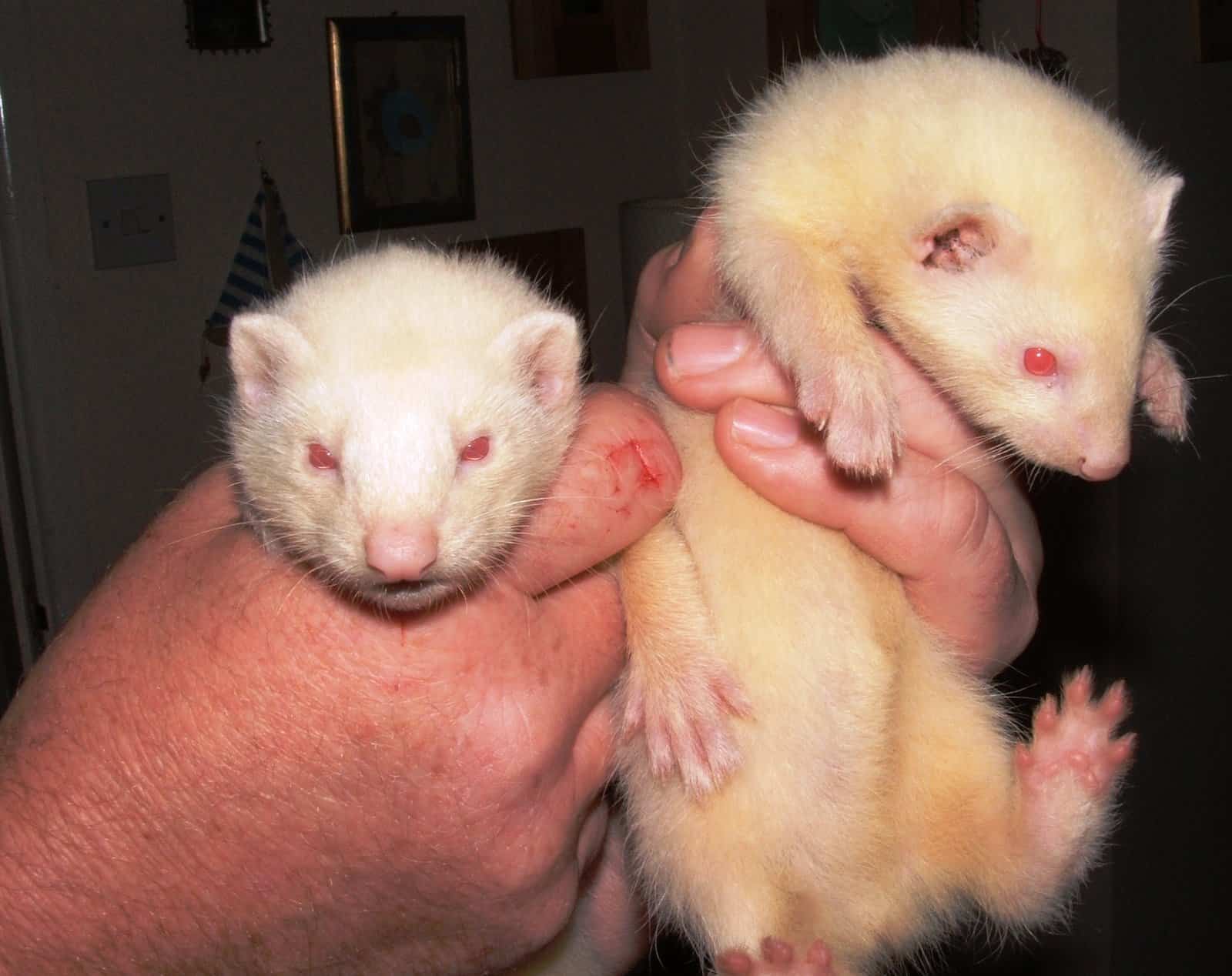 New Albino Ferrets The