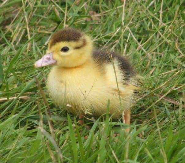 yellow and black muscovy duckling
