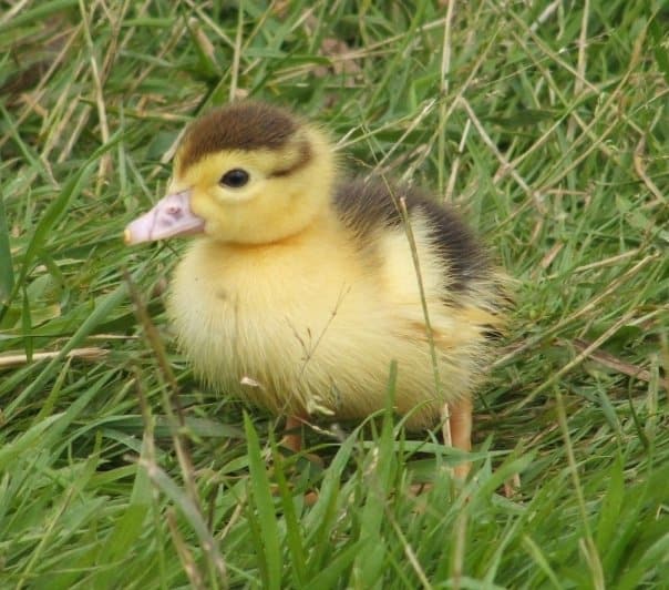 Muscovy Duck Growth Chart