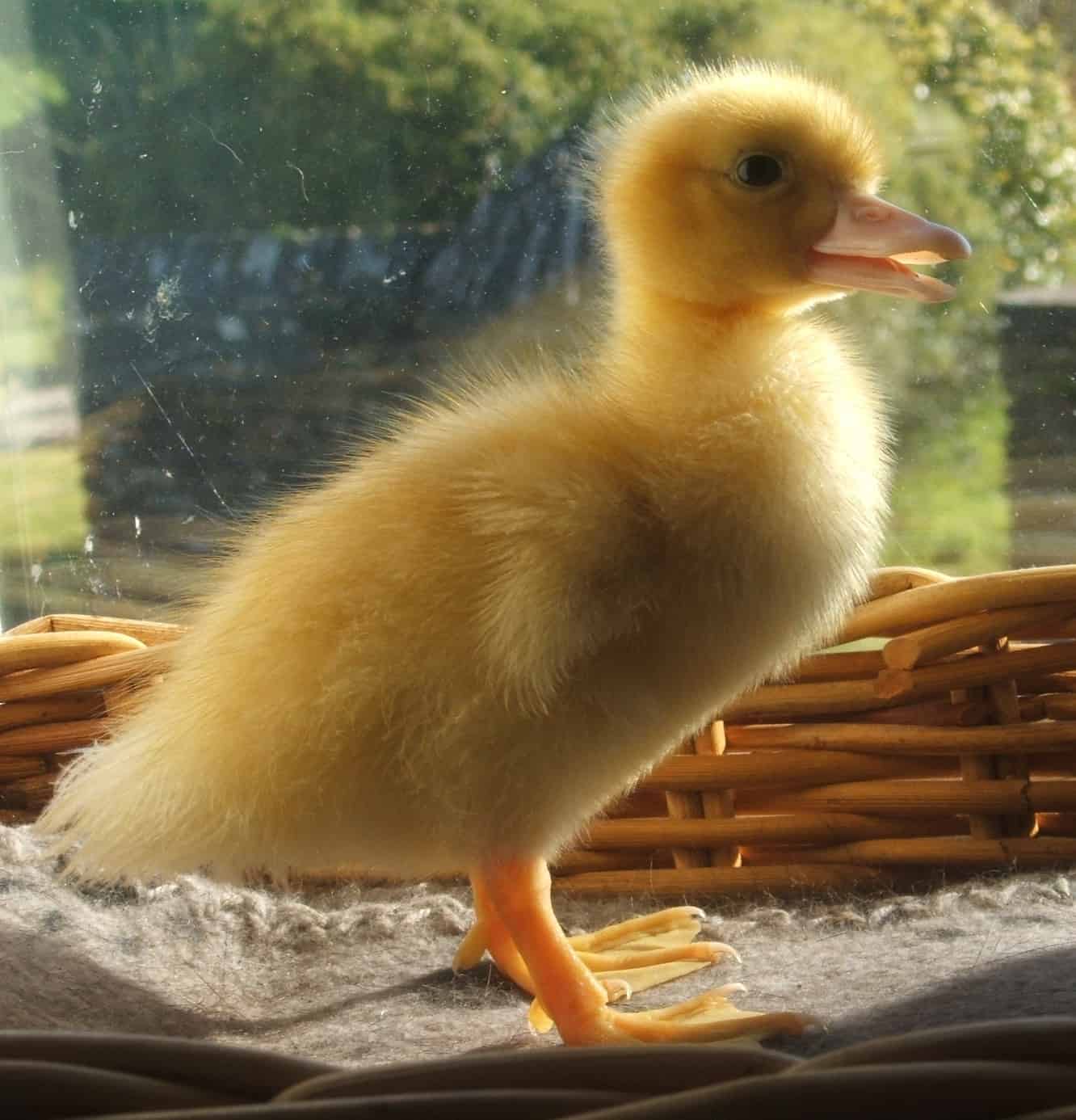 yellow fluffy muscovy duckling