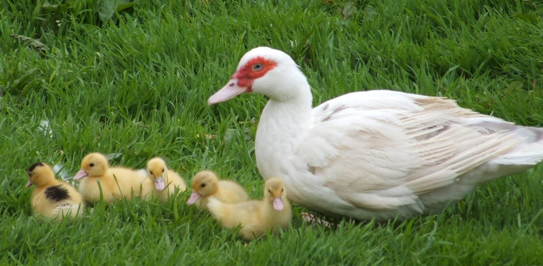 female muscovy duck raising muscovy ducklings as 5 sit on grass in front of her