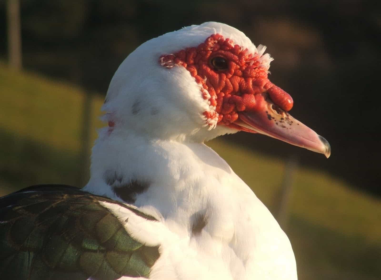 close up of a male muscovy ducks face