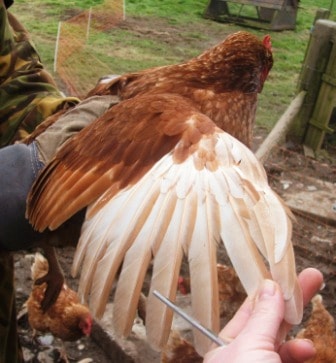 Clipping a Chickens Flight Feathers- holding a Chickens wing readt to clip