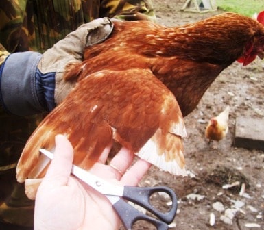 Clipping a Chickens Flight Feathers= a Chicken being clipped