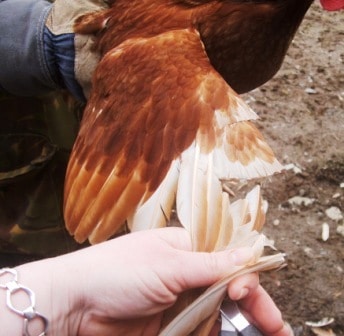 Clipping a Chickens  Flight Feathers - holding a wing to clip