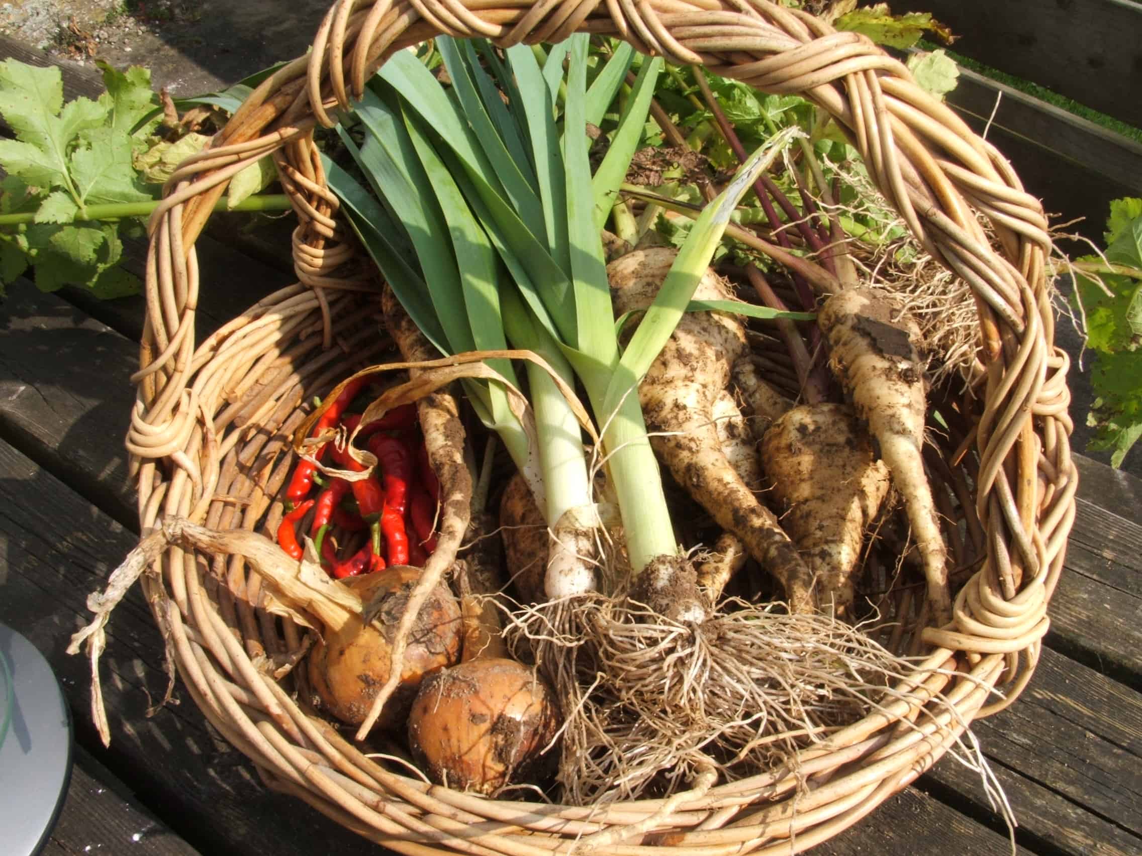Wicker basket of homegrown leeks, chillies, muddy parsnips and onions