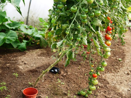 home remedy for blight on tomatoes