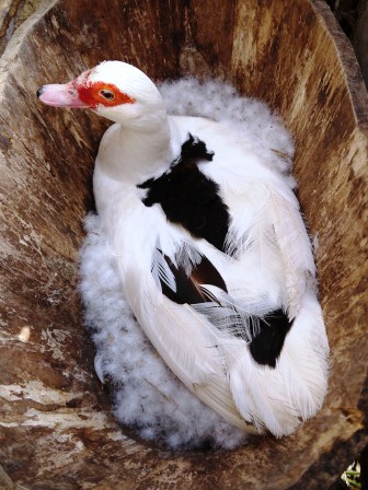 broody muscovy duck sat on a nest of eggs in a wooden barrel