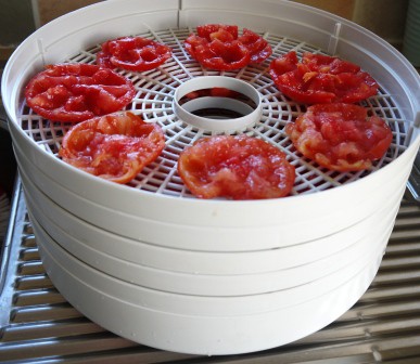 white, round dehydrator stacked with large red tomatoes for drying