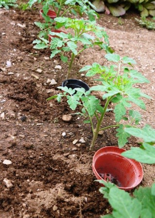 Tomato Plants