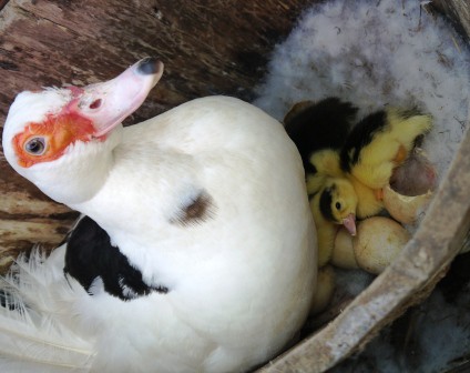 female muscovy duck sat in a wooden barrel with some yellow and black muscovy ducklings hatching from eggs