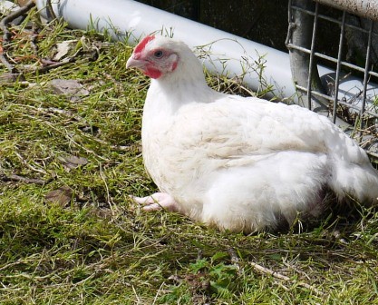 Rearing Ross Cobb Meat Chickens The Hedgecombers