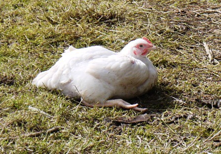 Rearing Ross Cobb Meat Chickens The Hedgecombers