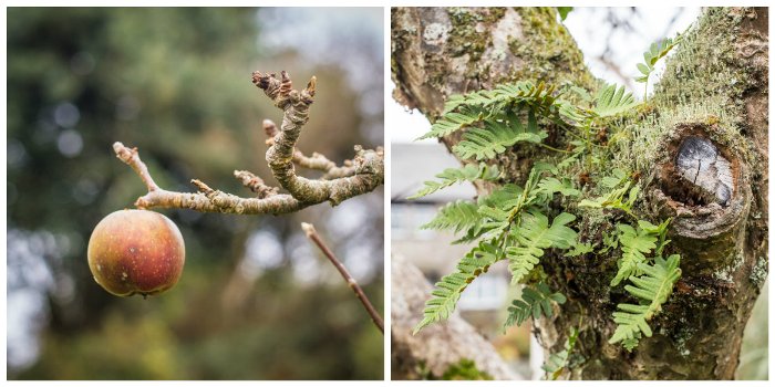 Old apple tree with lichen and a single apple on the branch