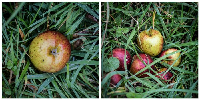 Windfall apples in the wet grass under an old apple tree