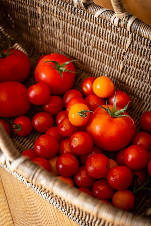 wicker basket of mixed fresh tomatoes