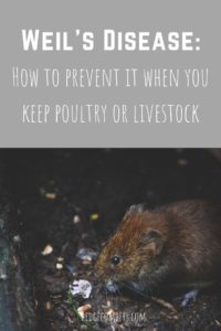 Words 'Wiel's Disease: How to prevent it when you keep poultry or livestock' above a picture of a rat