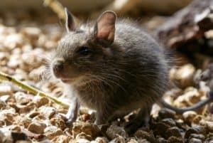 Grey rat stood on gravel