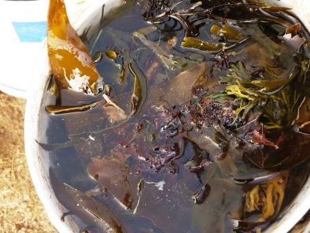 Organic Seaweed Plant Feed in a white pot