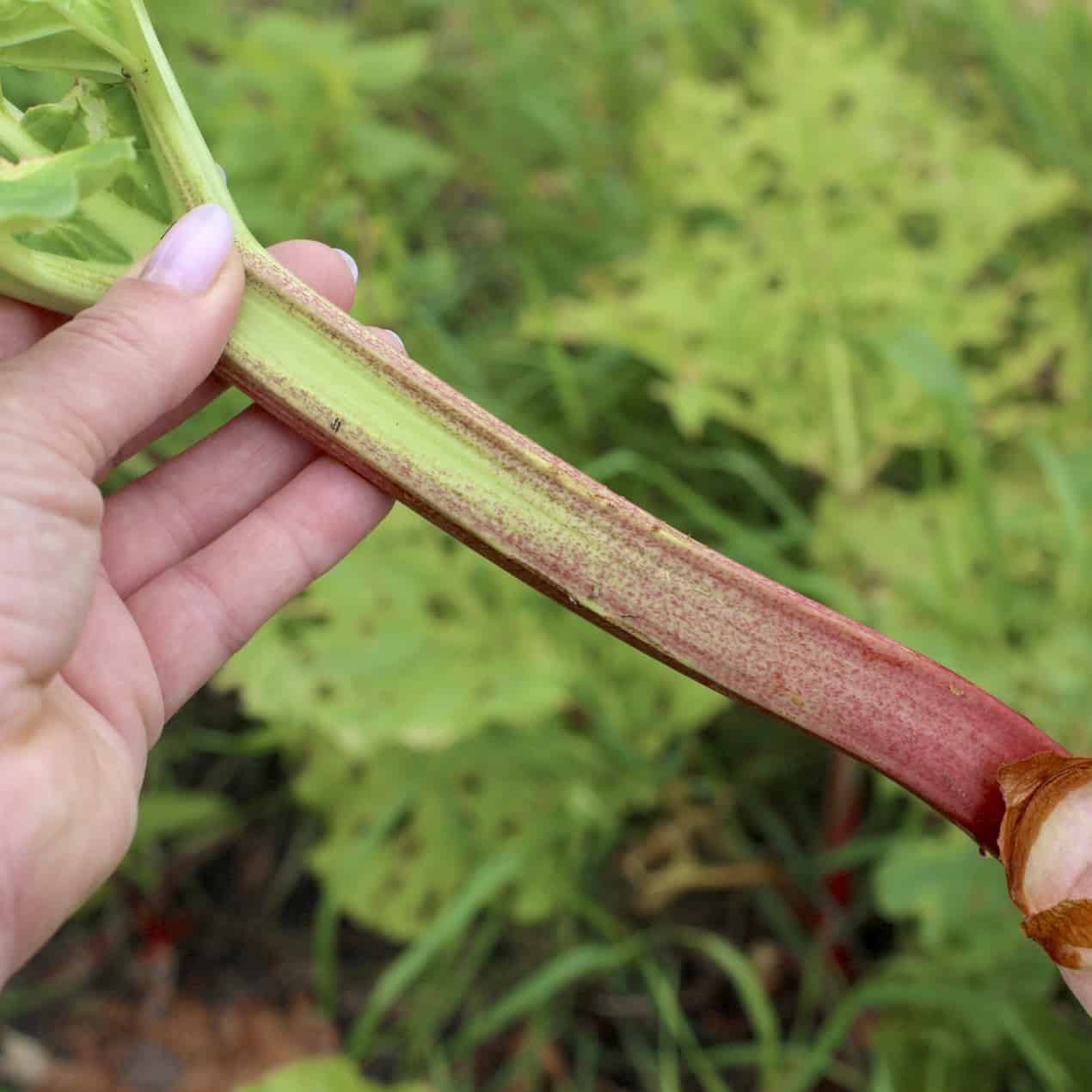 Womans hand holding a stalk of fresh rhubarb in the garden